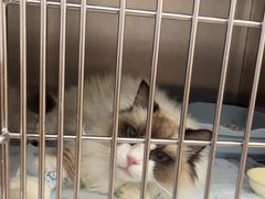 -瑞派康怡24h宠物医院·犬猫医疗中心·微创绝育(瑞景分院)