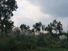 -白鹭湾湿地公园