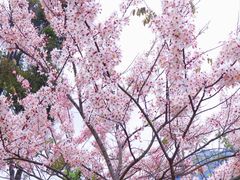 -白石龙音乐公园