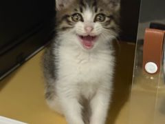 -瑞派动物医院·猫专科·至诚(江南中分院)