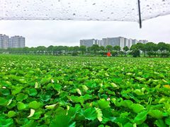 -陈家山荷花公园