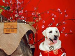 -超宠爱宠物摄影-Super pet