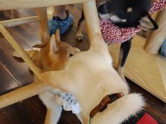 -豆柴町-柴犬主题狗咖(红鼎国际C座店)