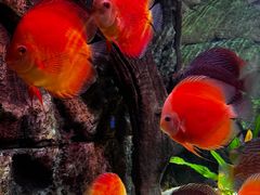 -上海海洋水族馆