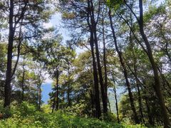 -黄埔油麻山森林公园