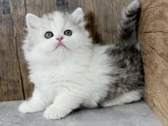 -小猫来了·猫舍(红山六九七九店)