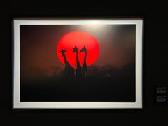 -罗红摄影艺术馆