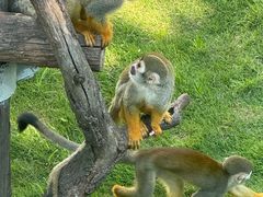 -西霞口神雕山野生动物世界