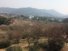 -香雪海