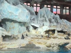 -帝企鹅自助餐厅•儿童岛•真企鹅(长隆企鹅酒店)