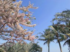 -深圳湾公园(南山区)