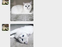 -袖虎·猫馆(体育西路店)