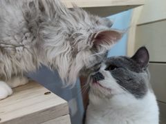 -喵宠乐园·撸猫互动·猫舍