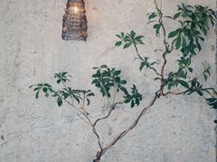 -喜茶(珠海华发商都店)