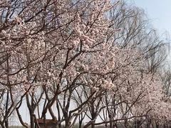 -大兴滨河森林公园