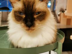 -猫儿山۰猫主题餐厅