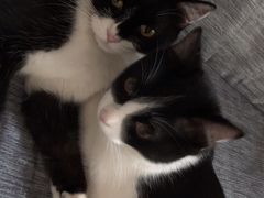 -佳怡动物医院·平价24小时·猫专科骨外科