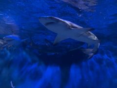 -太平洋海底世界