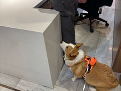 -北京派仕佳德动物医院·超导核磁·CT·神经科·骨科·内外科·急重症管理中心