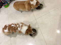 -创凡宠物医院·骨专科  猫科中心(西乡分院)