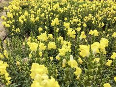 -广东花都香草世界旅游度假区
