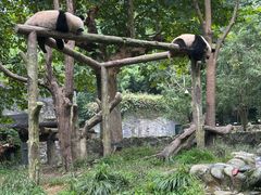 -都江堰中华大熊猫苑