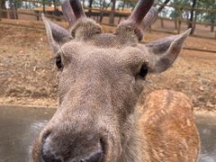 -秦皇岛野生动物园