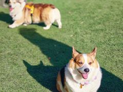 -爪吧宠物乐园 (温榆河示范区店)