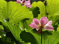 -陈家山荷花公园