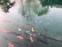 -百脉泉景区