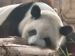 -泉州海丝野生动物世界