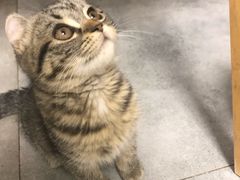 -团子家猫咪猫咖馆·柯基·柯尔鸭