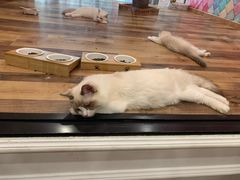 -袖虎·猫馆(体育西路店)