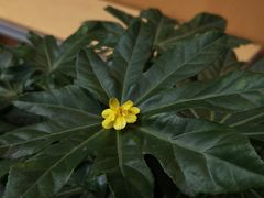 -地中海传奇水汇