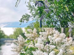 -朝阳公园