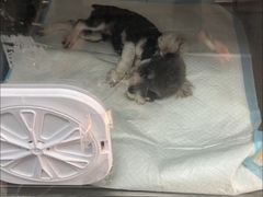 -爱侣宠医·鹦鹉专科·小型哺乳类·异宠专科(灵石路店)