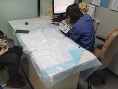 -半岛宠物医院24小时(科华中路店)