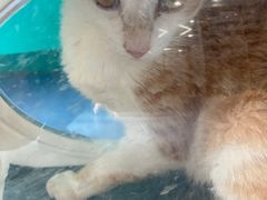 -博特宠物医院24h犬猫全科.骨科·异宠