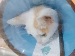 -谐和贝康宠物医院24小时·宠保定点(急重症转诊中心)