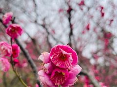 -梅花山(明孝陵内)