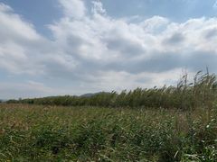 -漩门湾国家湿地公园