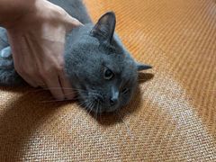 -瑞派伍一宠物医院·眼科·骨科·猫科转诊中心(马王堆院)