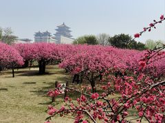 -莲花池公园