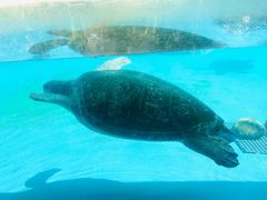 -珠海长隆海洋王国