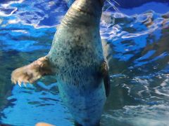 -上海海洋水族馆