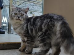 -BeauTea水仙(coco park店)