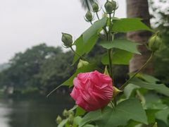 -快乐小羊·内蒙牛羊肉火锅(流花中心店)