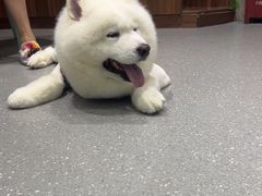 -心仪动物医院·牙专科·肿瘤·心脏科(西客站院)