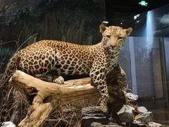 -陕西自然博物馆