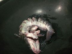 -铁锅炖活鱼